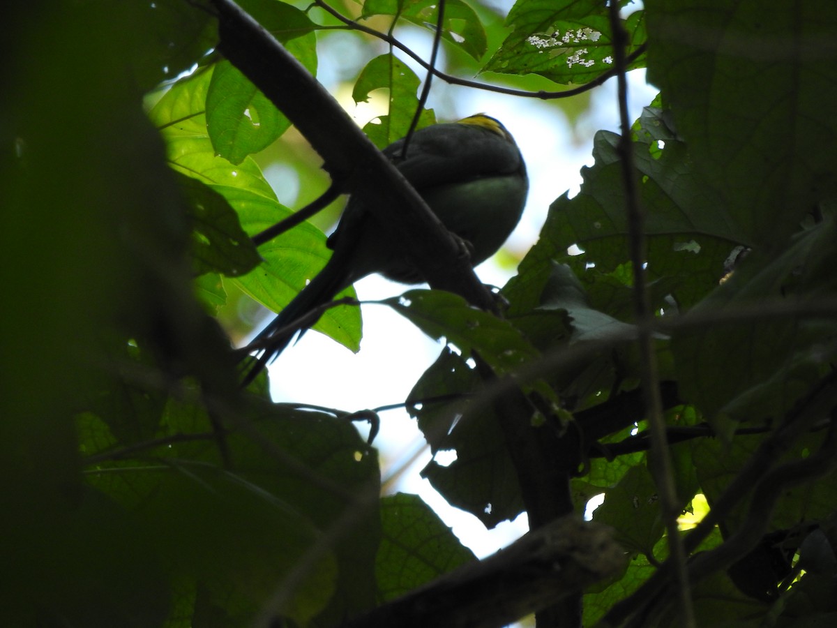 Long-tailed Broadbill - ML619558148