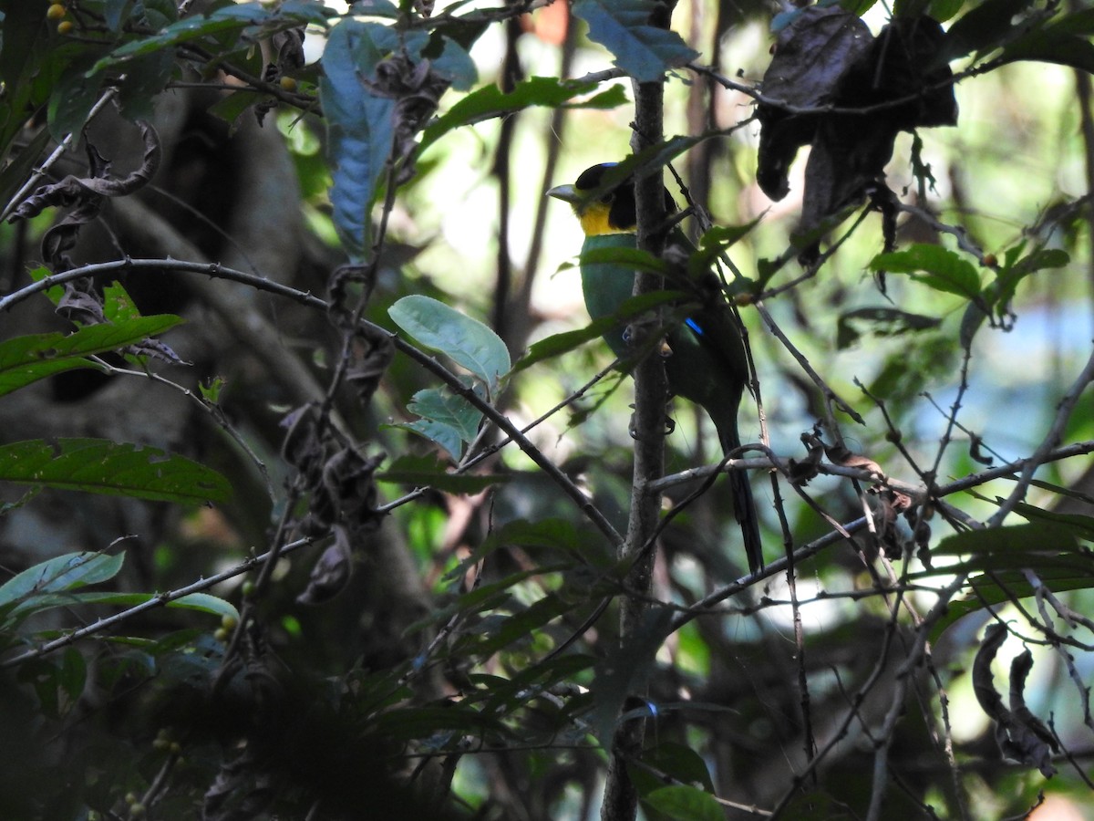Long-tailed Broadbill - Selvaganesh K
