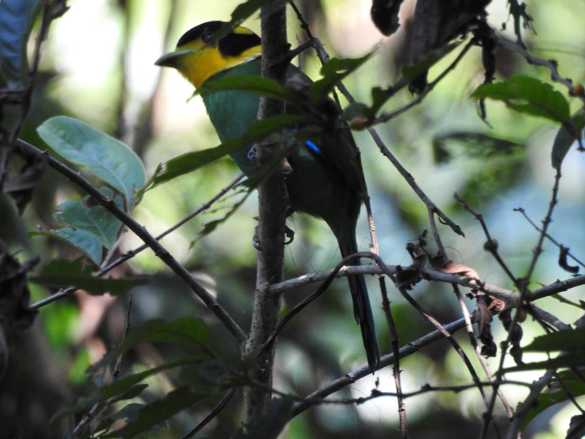 Long-tailed Broadbill - ML619558151