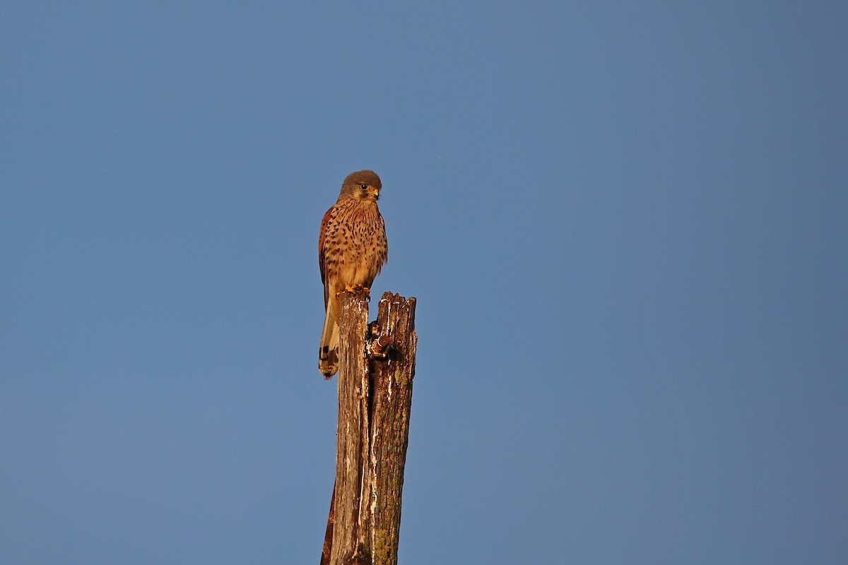 Eurasian Kestrel - Christian H. Schulze