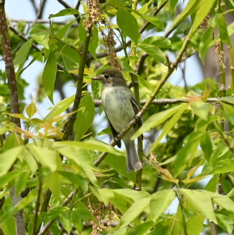 Olive-sided Flycatcher - Nicolle and H-Boon Lee