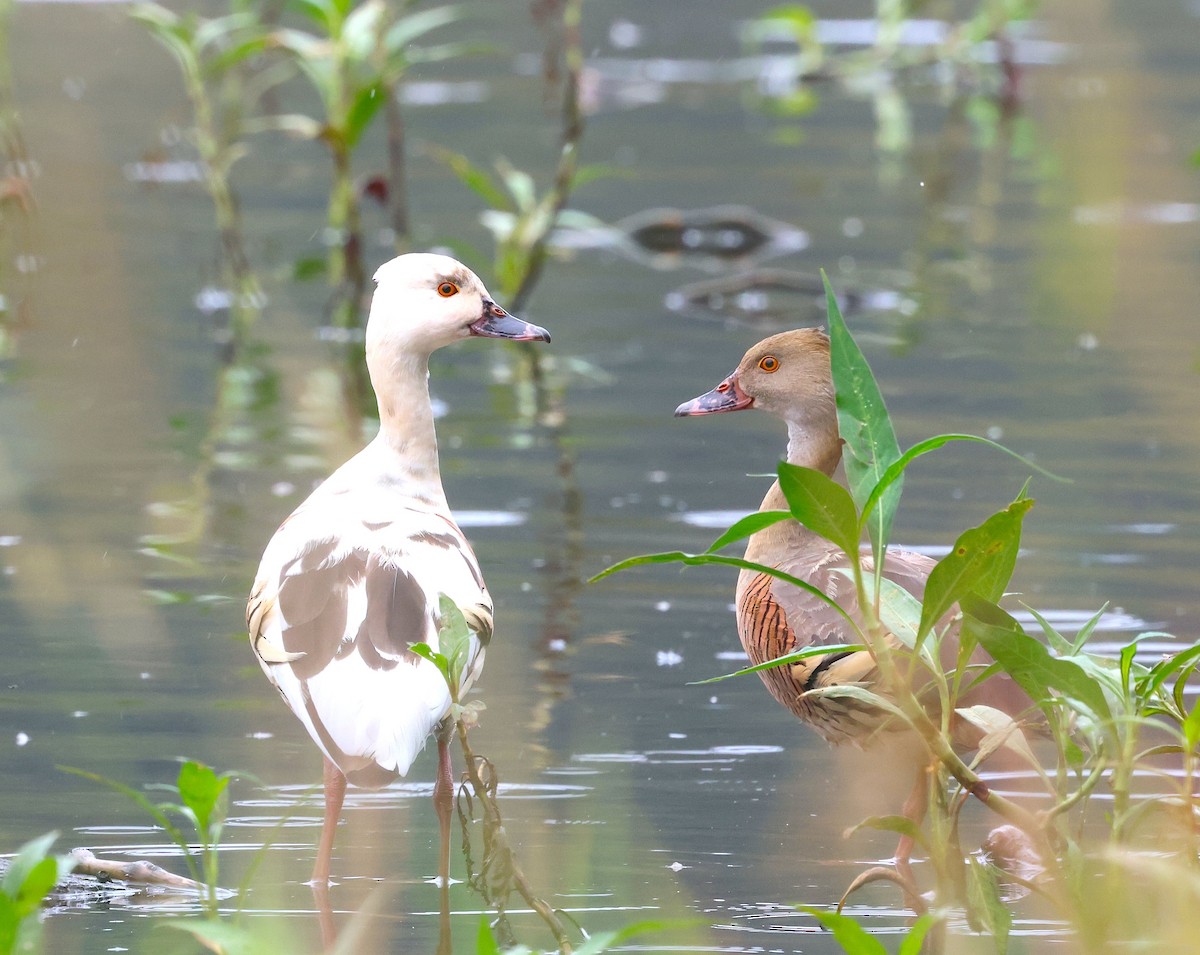 Plumed Whistling-Duck - ML619558184