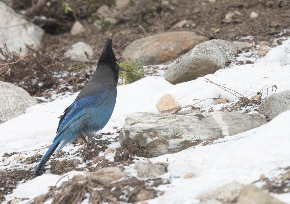 Steller's Jay (Southwest Interior) - Esther Sumner