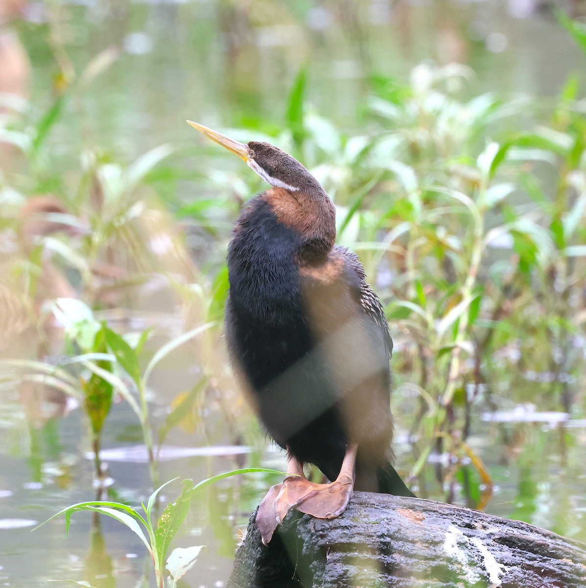 anhinga australská - ML619558194