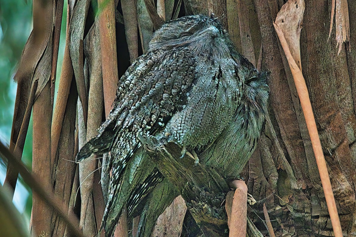 Tawny Frogmouth - Alfons  Lawen