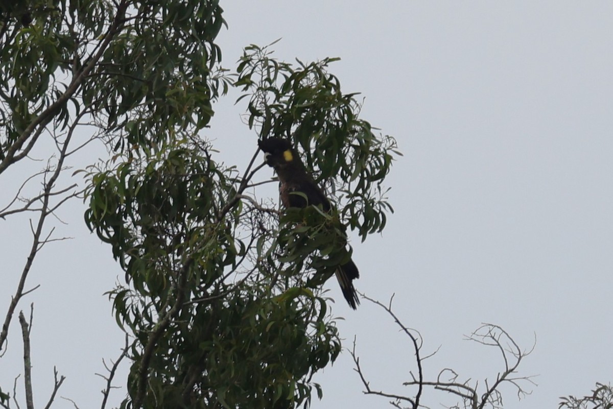 Cacatúa Fúnebre Coliamarilla - ML619558196