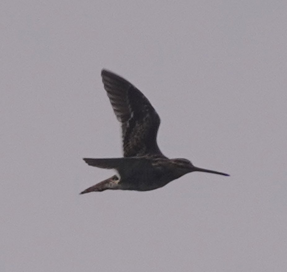 Swinhoe's Snipe - Zhongyu Wang