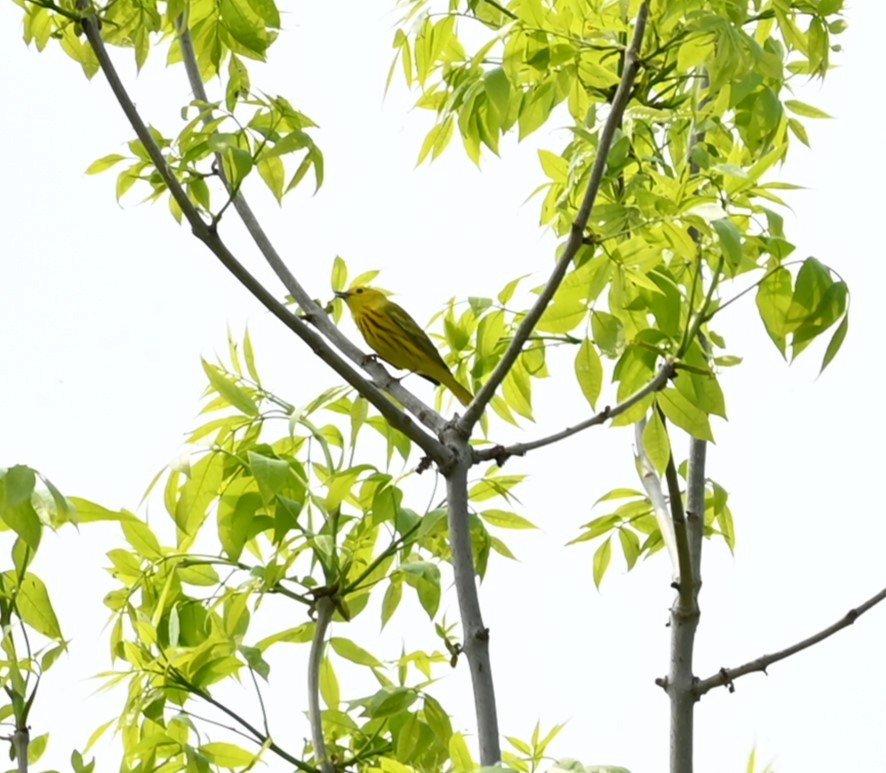 Yellow Warbler - Nicolle and H-Boon Lee