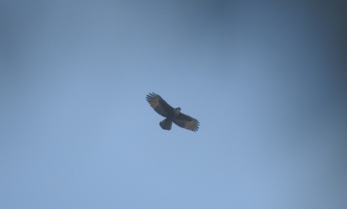 Rufous-bellied Eagle - Selvaganesh K