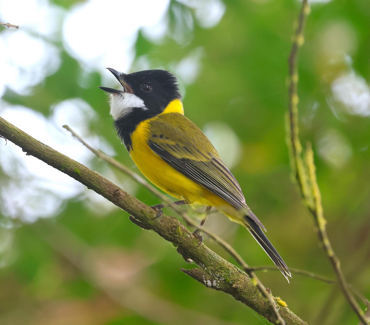 Golden Whistler - ML619558203