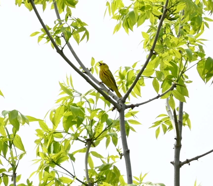 Yellow Warbler - Nicolle and H-Boon Lee
