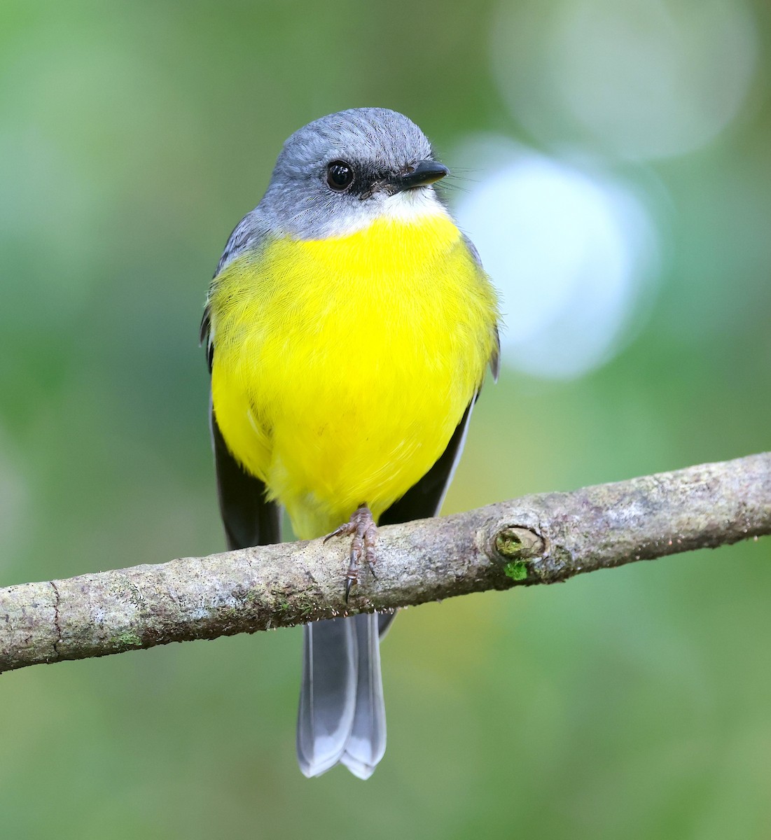 Eastern Yellow Robin - Peter Valentine