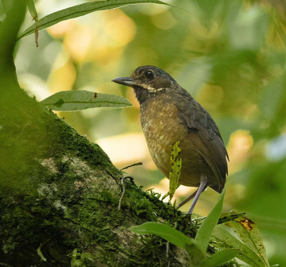 Tachira Antpitta - David Ascanio