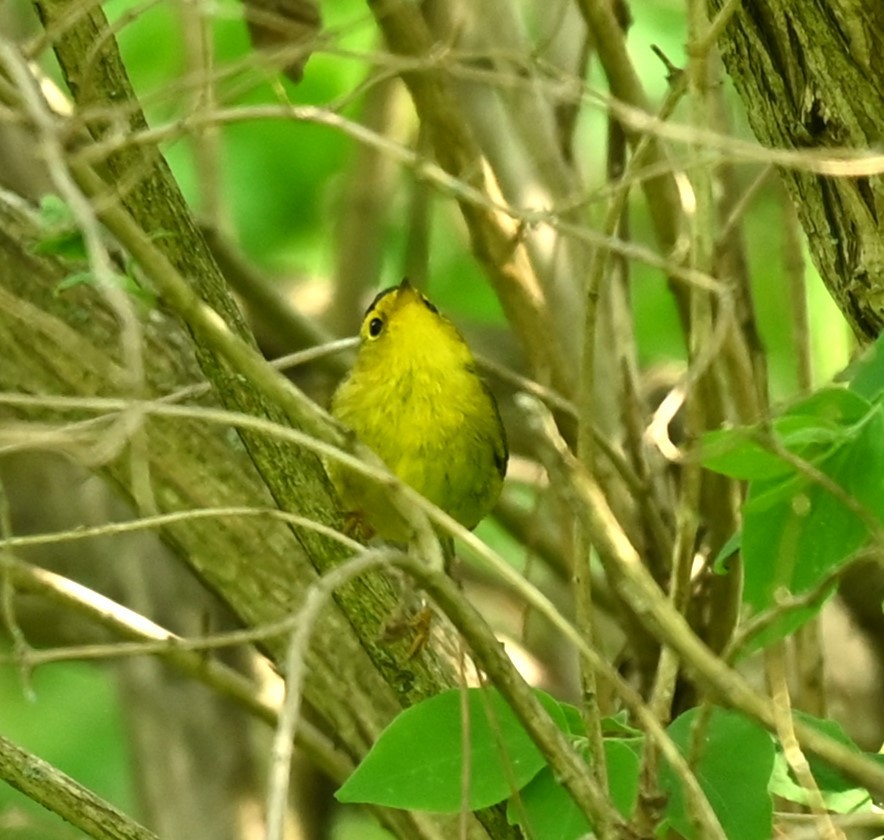 Wilson's Warbler - Nicolle and H-Boon Lee