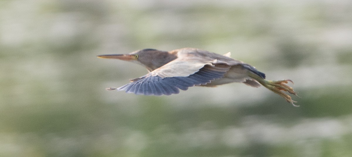 Yellow Bittern - Anurag Mishra