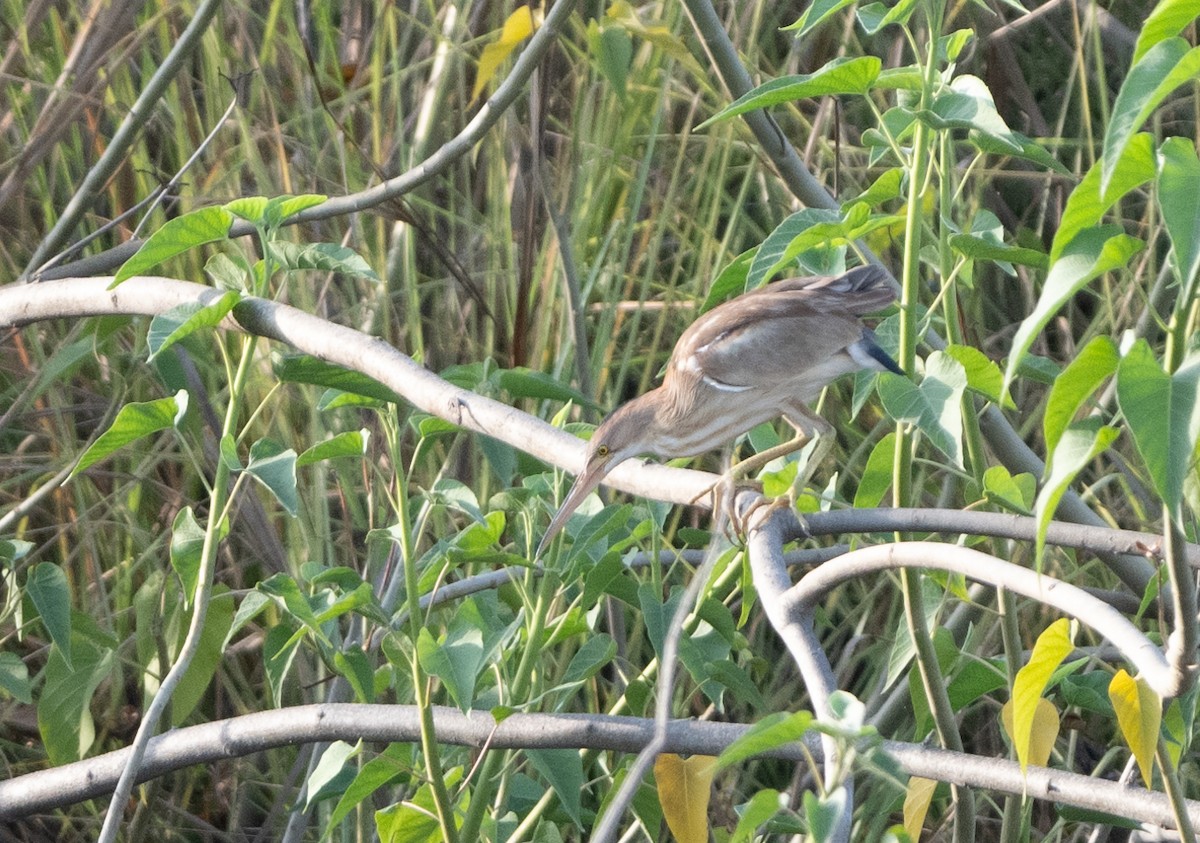 Yellow Bittern - Anurag Mishra