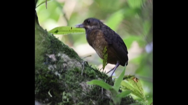 Tororoí de Táchira - ML619558235