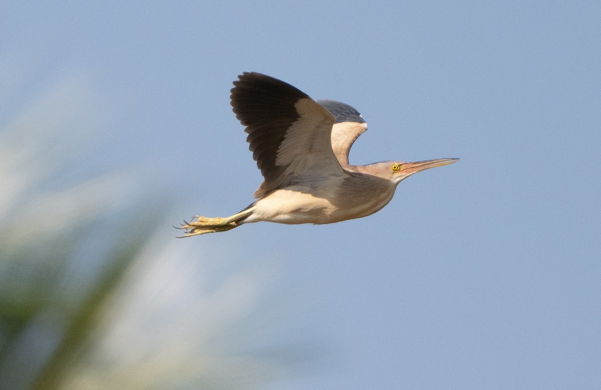 Yellow Bittern - Anurag Mishra