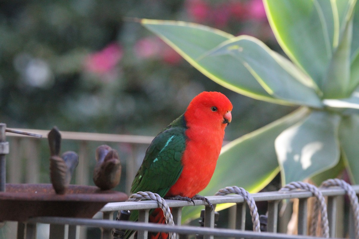 Australian King-Parrot - Kath ODonnell