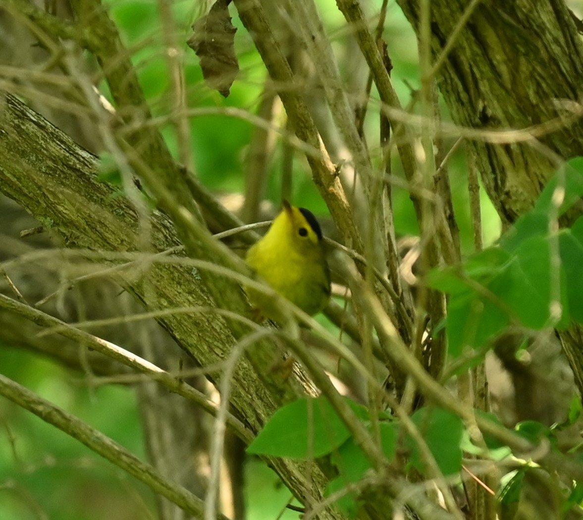 Wilson's Warbler - Nicolle and H-Boon Lee