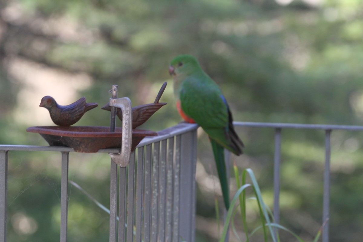 Australian King-Parrot - Kath ODonnell