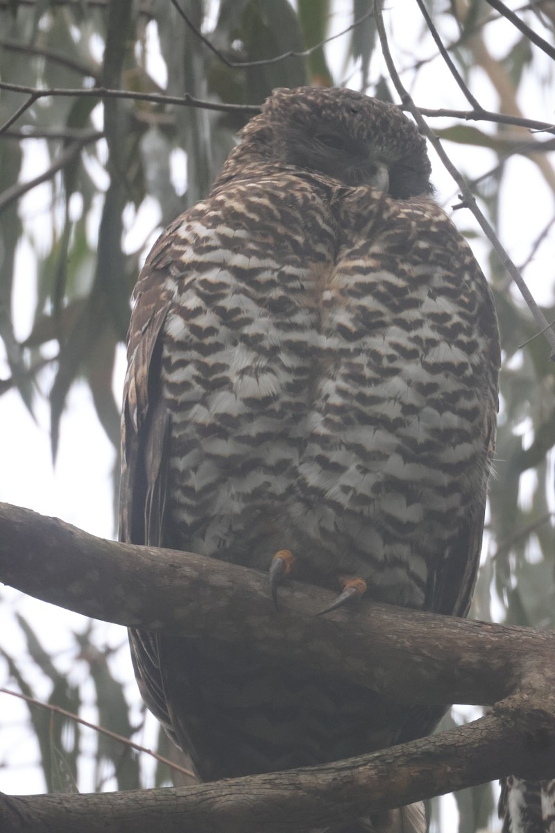 Powerful Owl - GEOFFREY SHINKFIELD