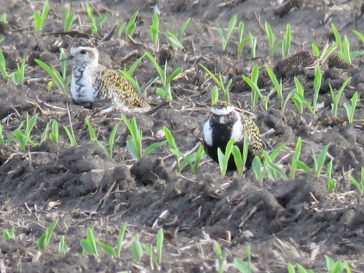 American Golden-Plover - Christine W.