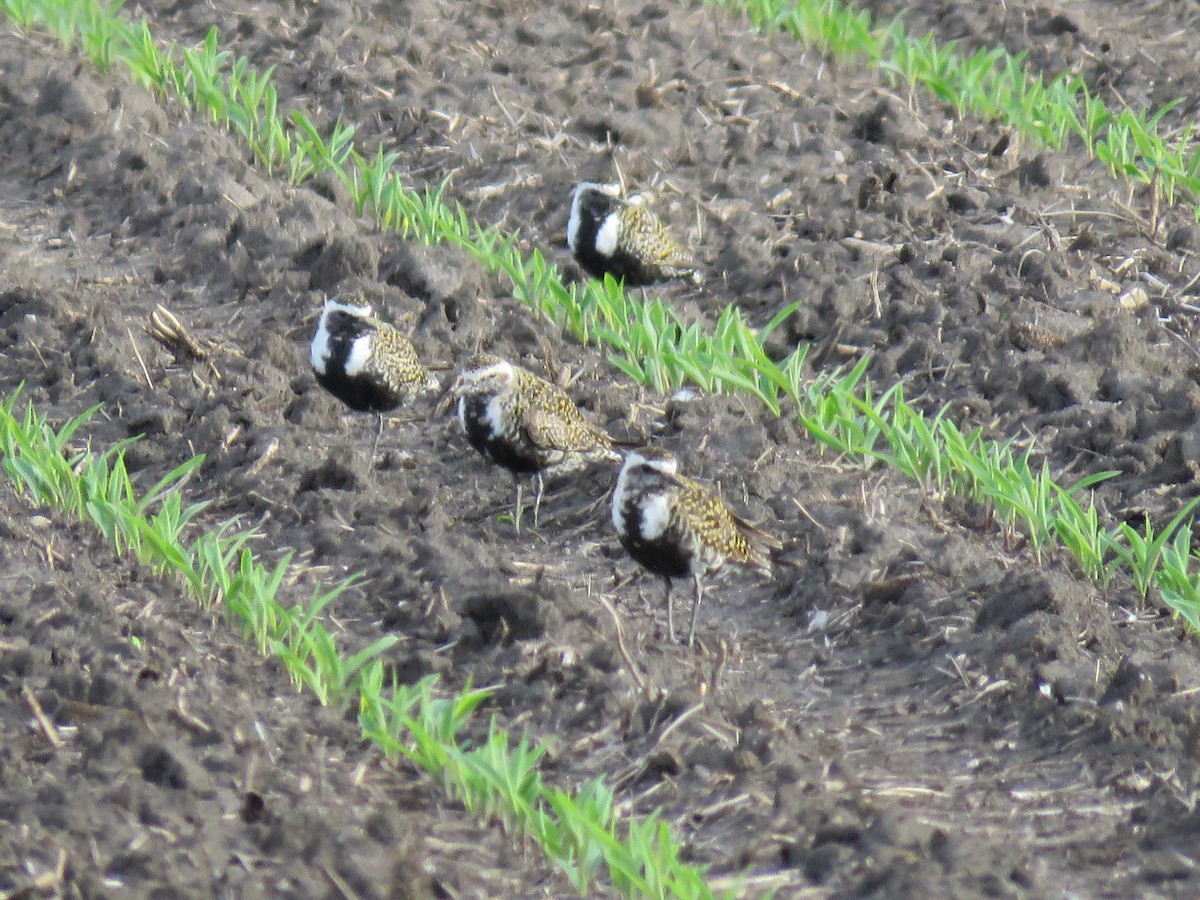 American Golden-Plover - Christine W.