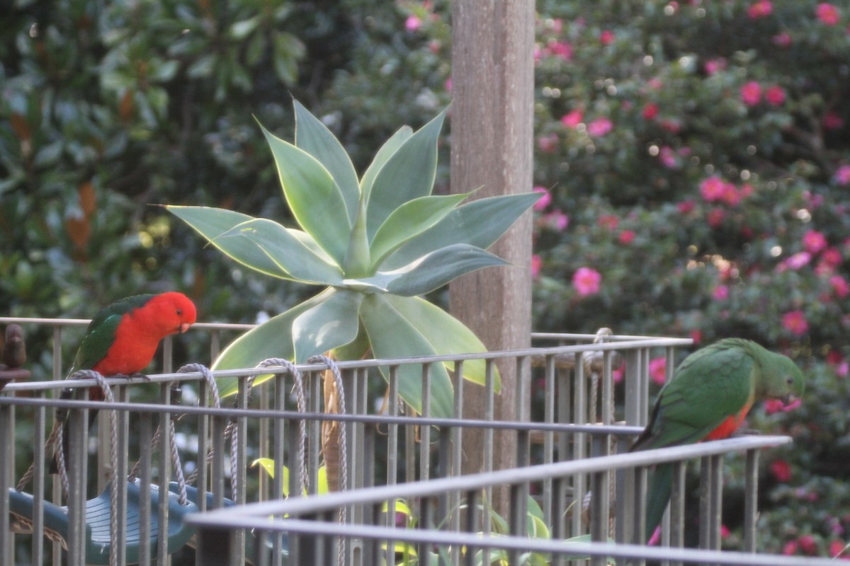 Australian King-Parrot - Kath ODonnell