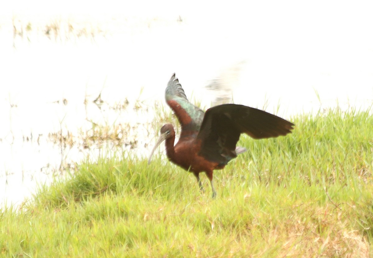 Glossy Ibis - David  Mules