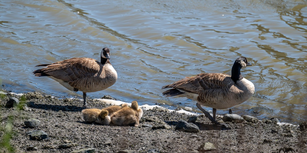 Canada Goose - ML619558287