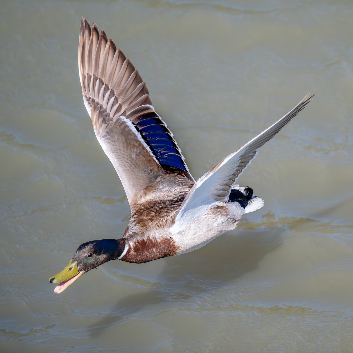 Mallard - Xiang Gao