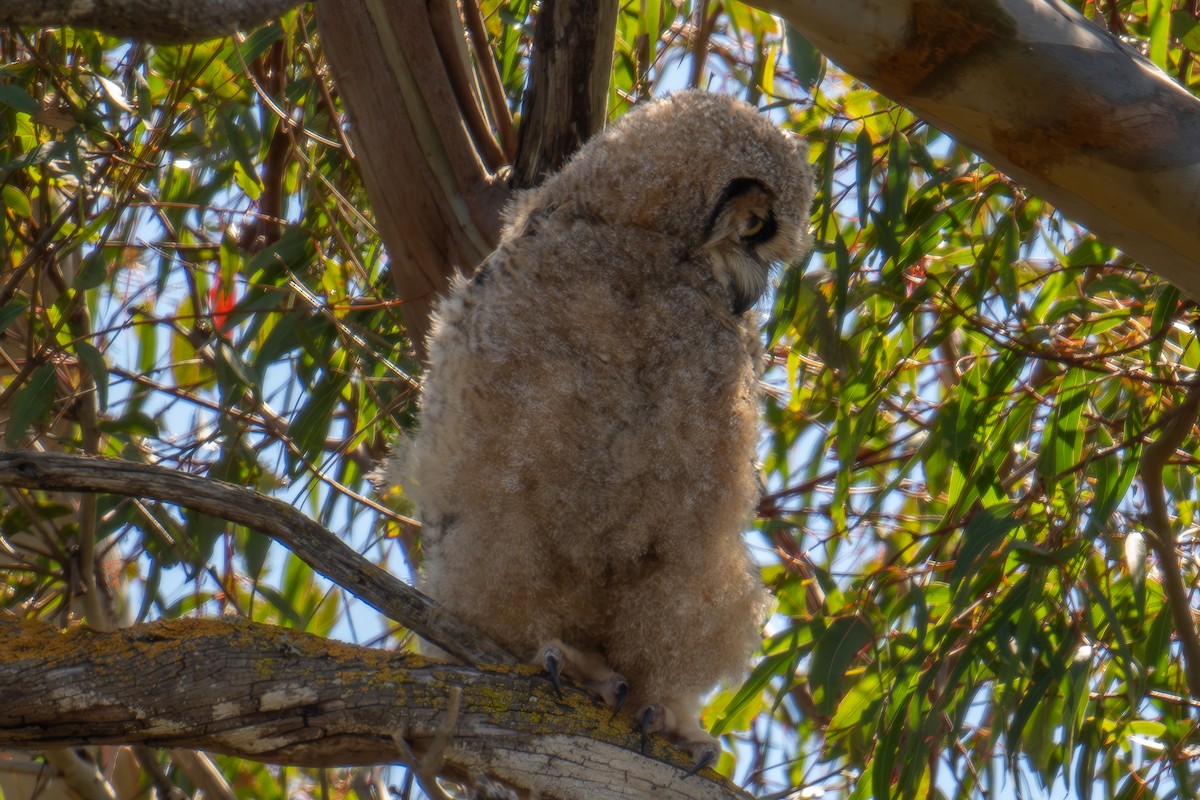 Great Horned Owl - Xiang Gao