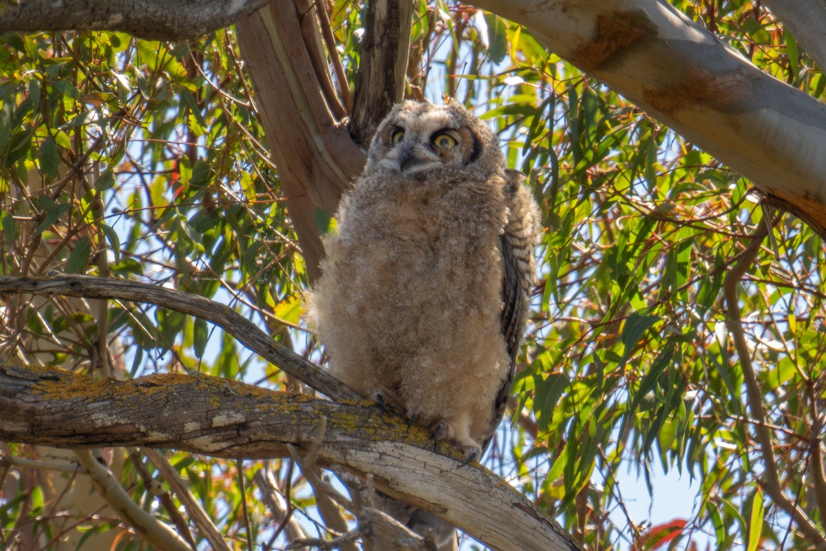 Great Horned Owl - Xiang Gao