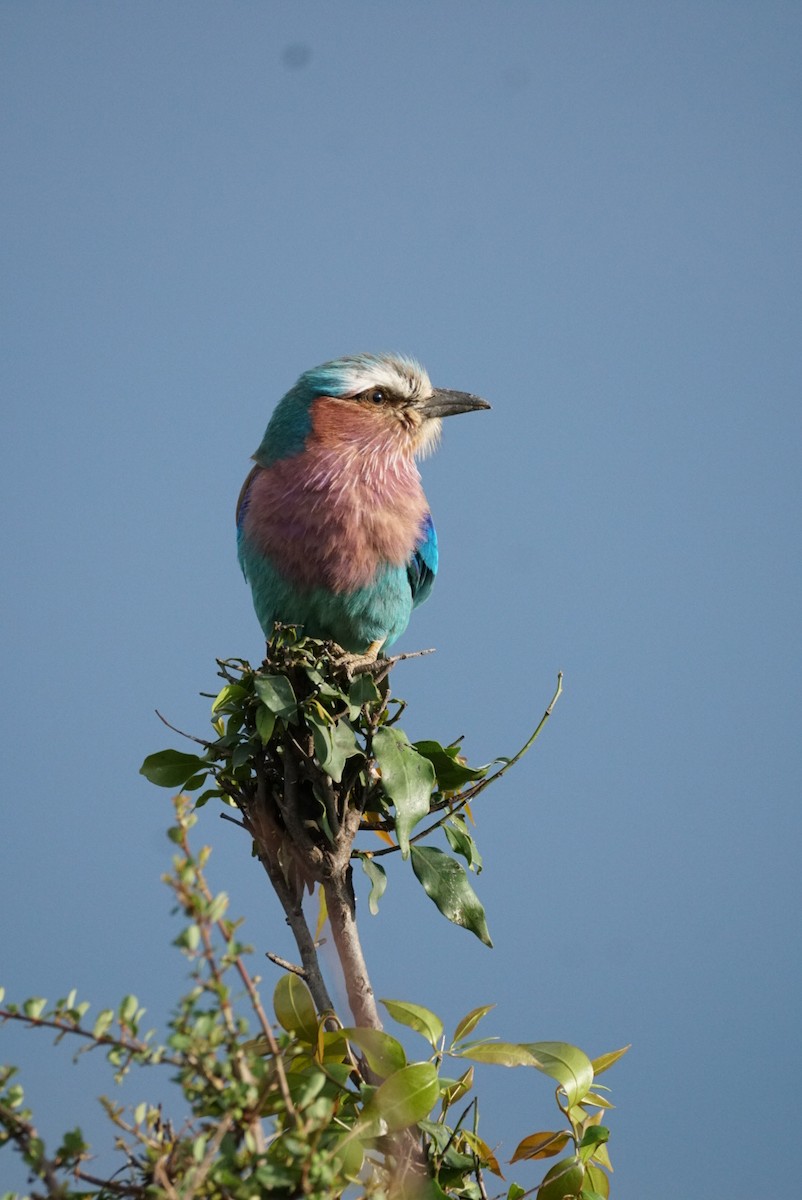 Lilac-breasted Roller - Nicholas Sephton-Ward