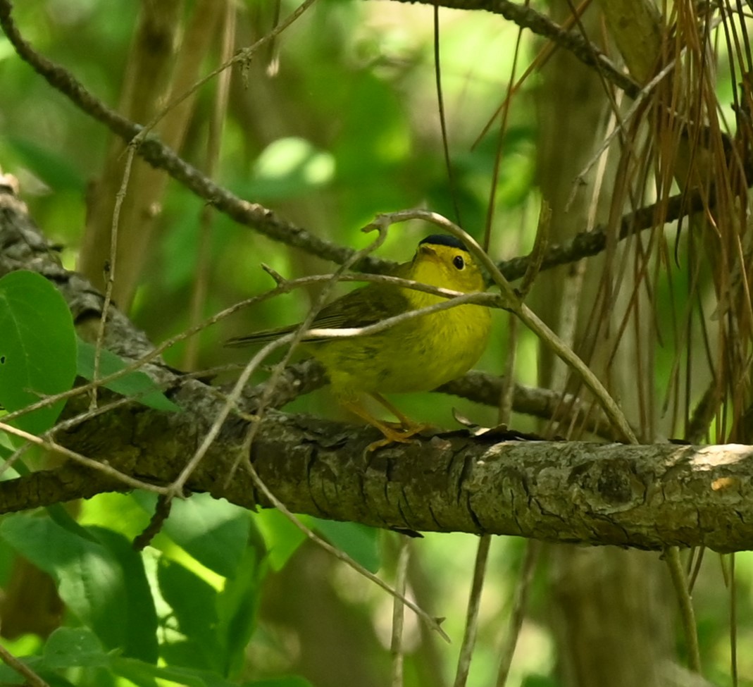 Wilson's Warbler - Nicolle and H-Boon Lee