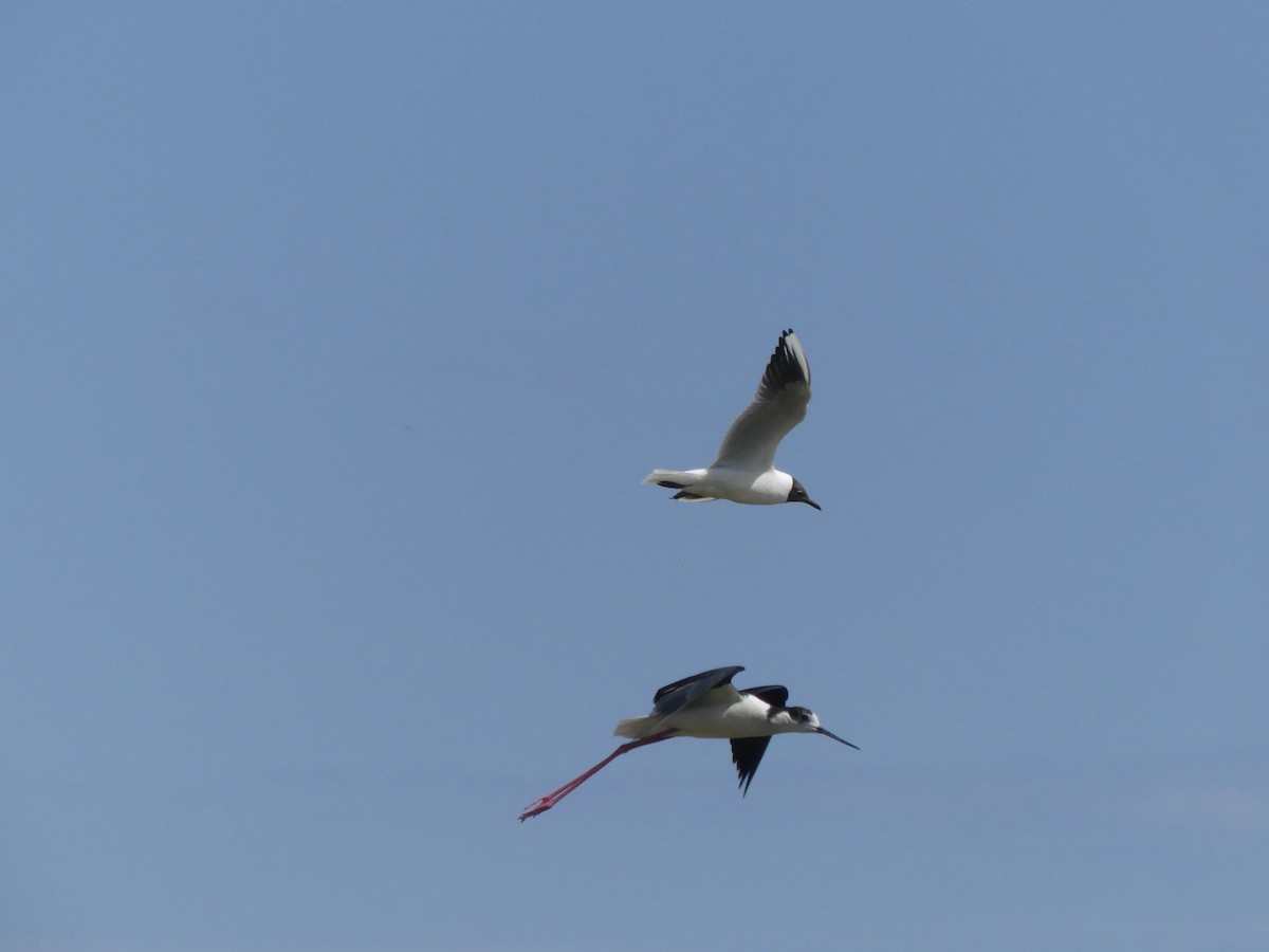 Black-winged Stilt - Guy RUFRAY