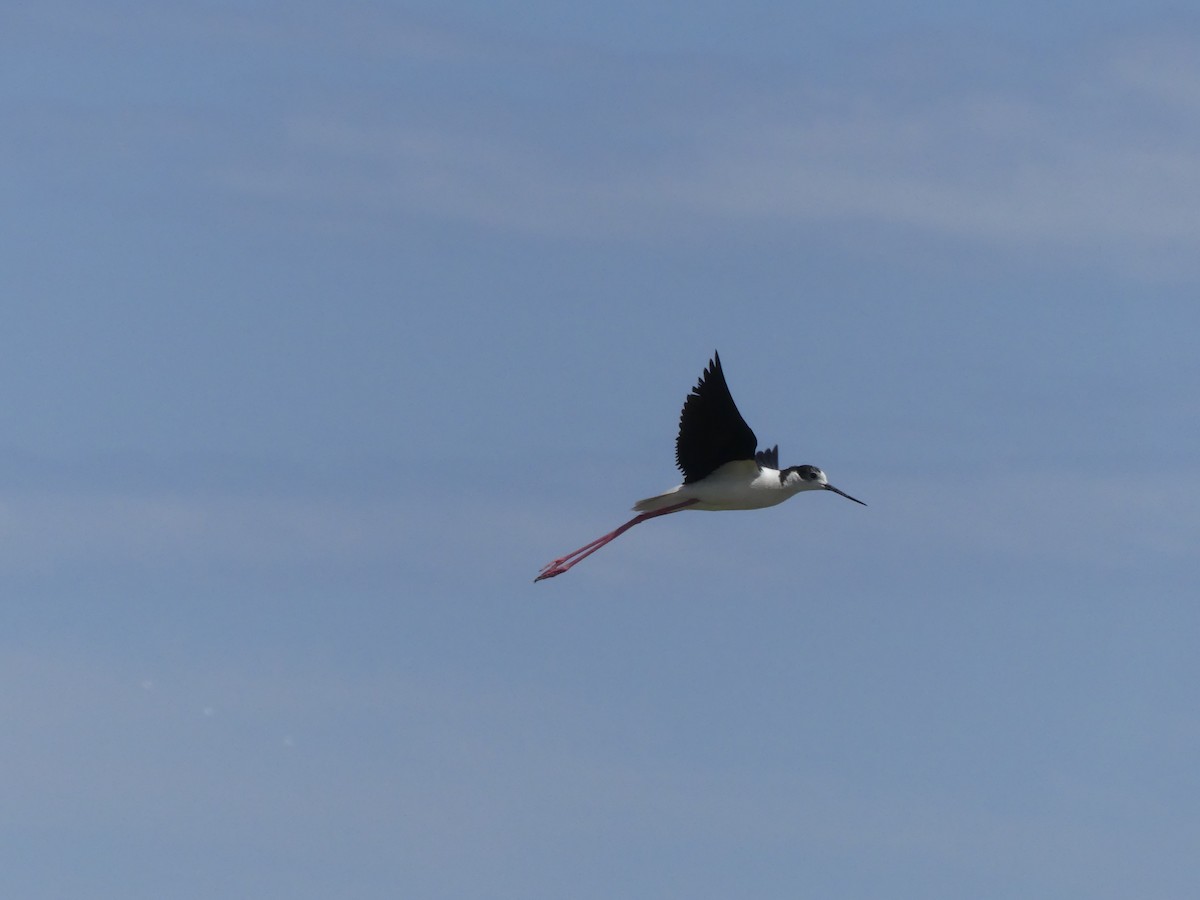 Black-winged Stilt - Guy RUFRAY