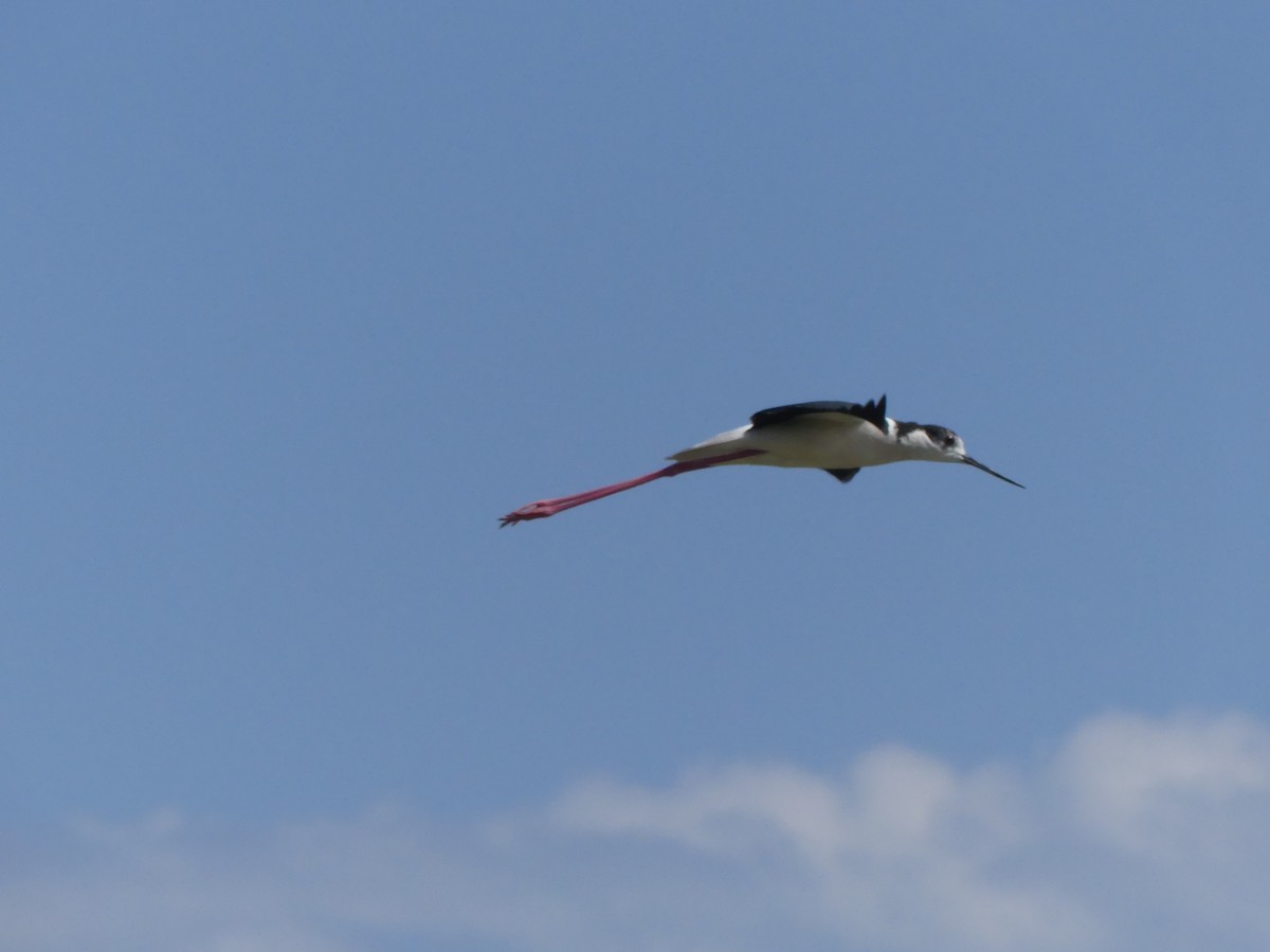 Black-winged Stilt - Guy RUFRAY