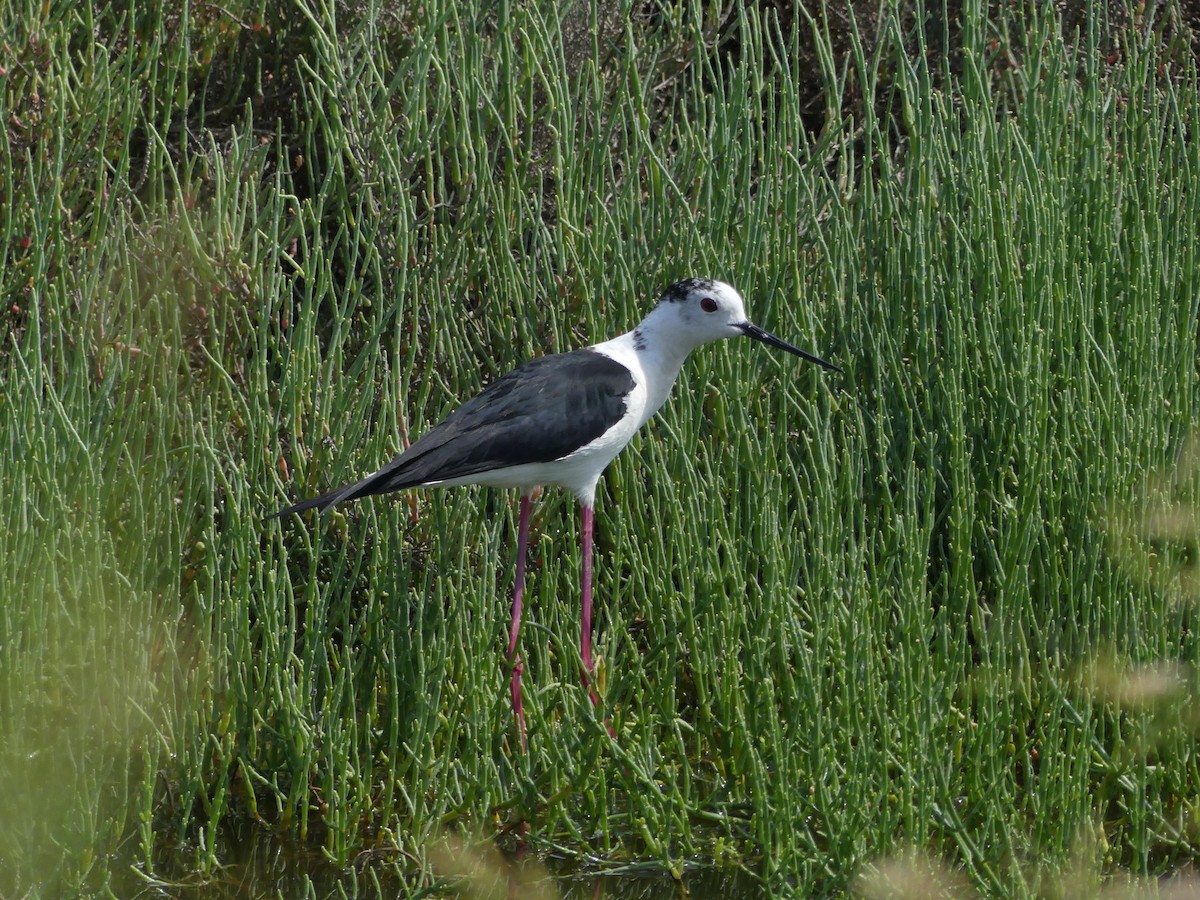 Black-winged Stilt - Guy RUFRAY