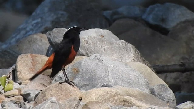 Халзан гал сүүлт - ML619558328