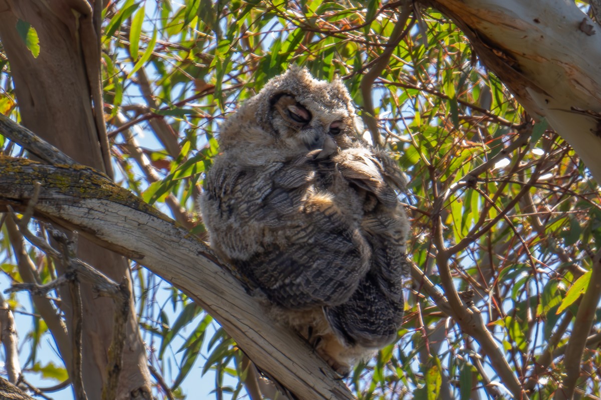 Great Horned Owl - Xiang Gao