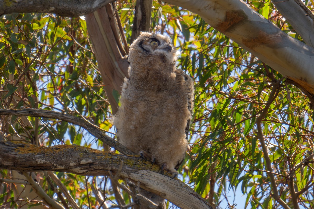 Great Horned Owl - Xiang Gao