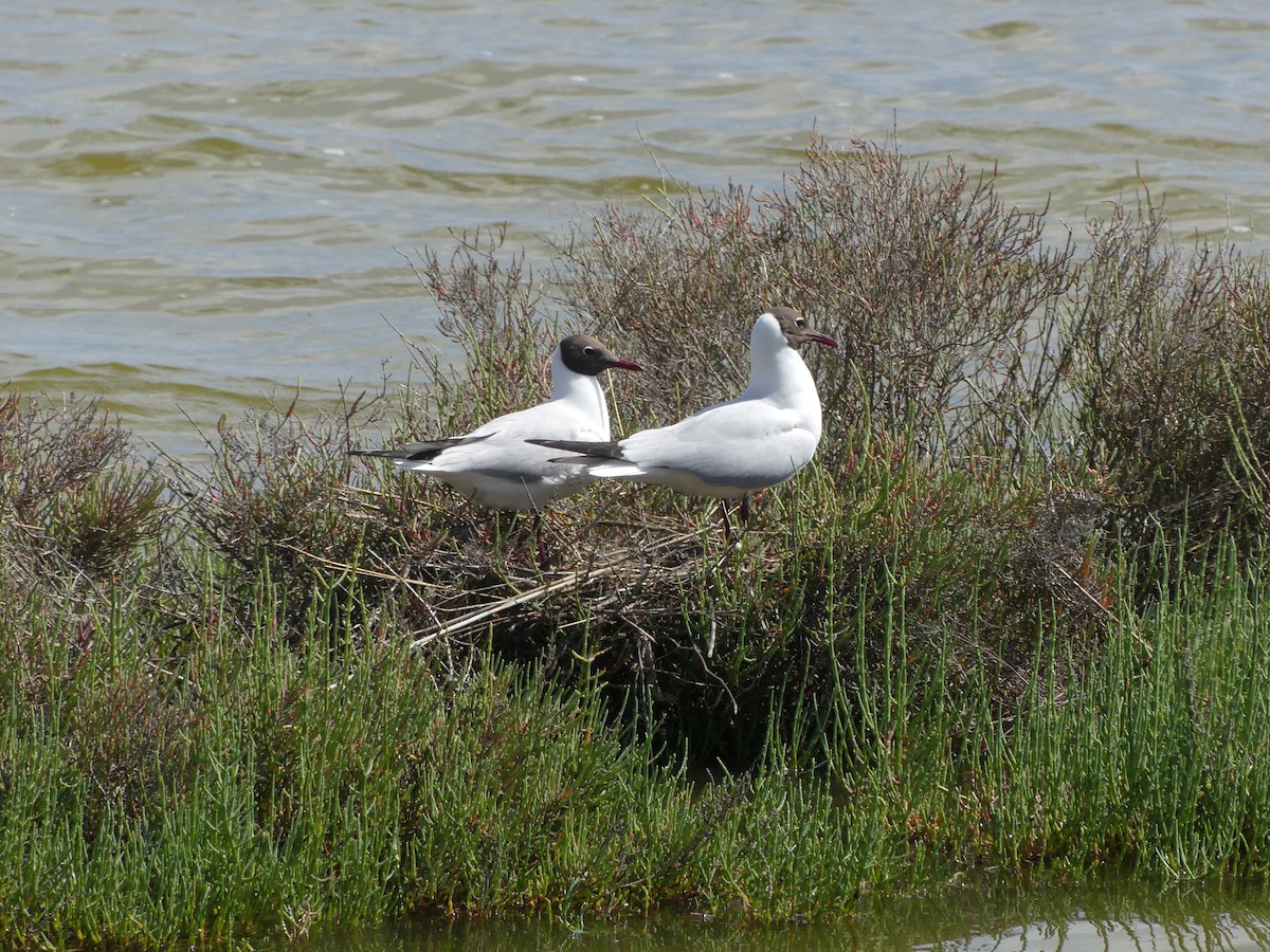 Black-headed Gull - Guy RUFRAY