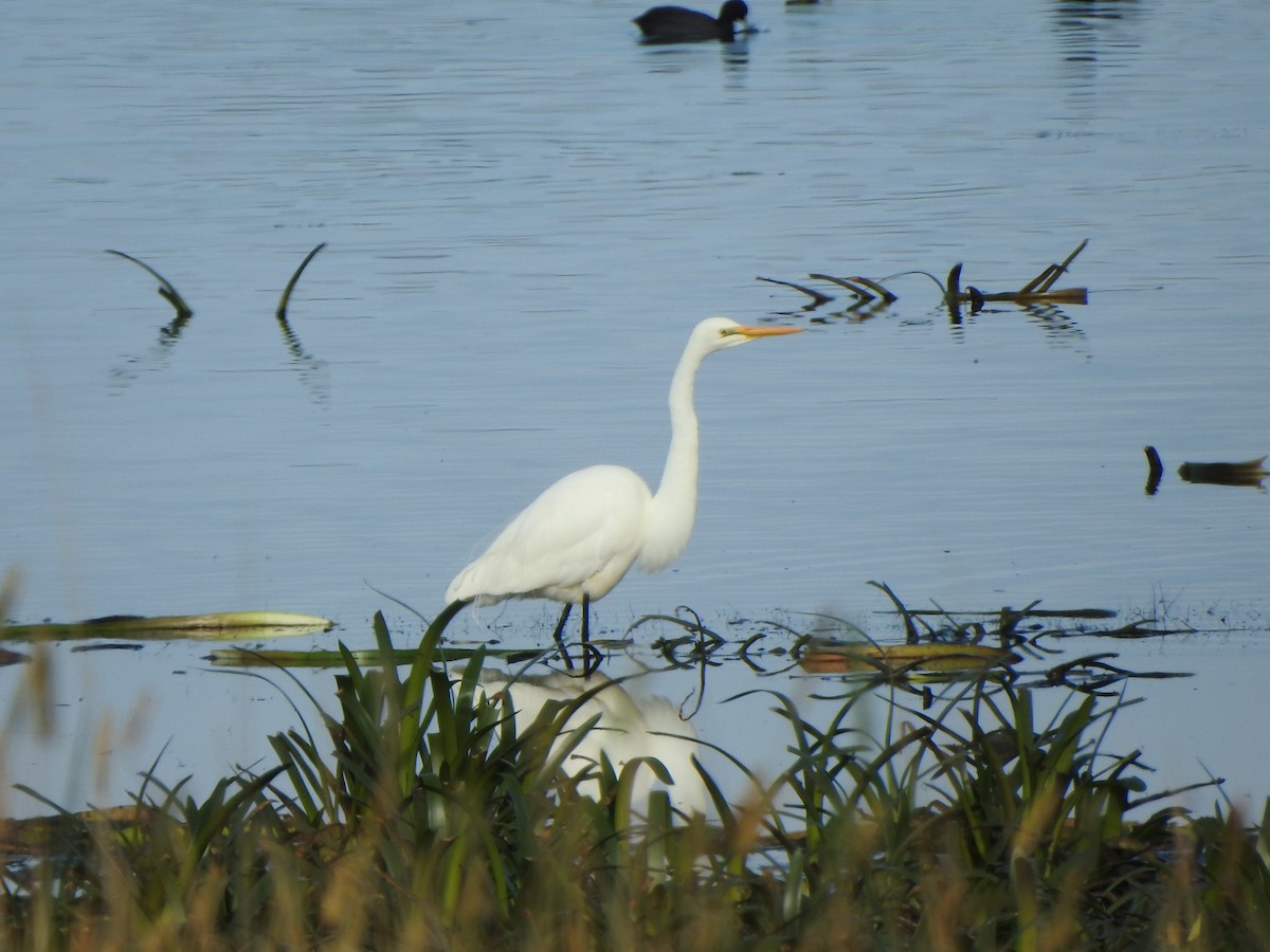 Great Egret - Kerry Vickers