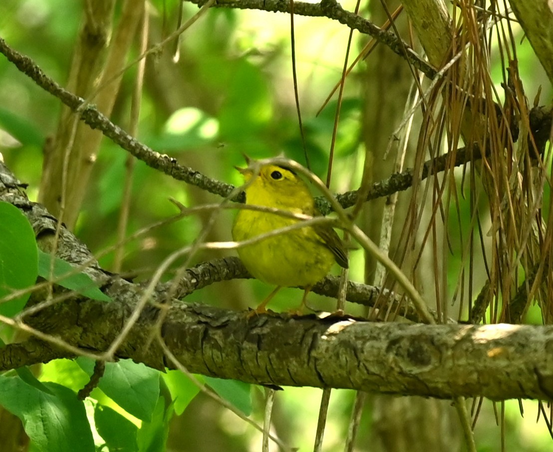 Wilson's Warbler - Nicolle and H-Boon Lee