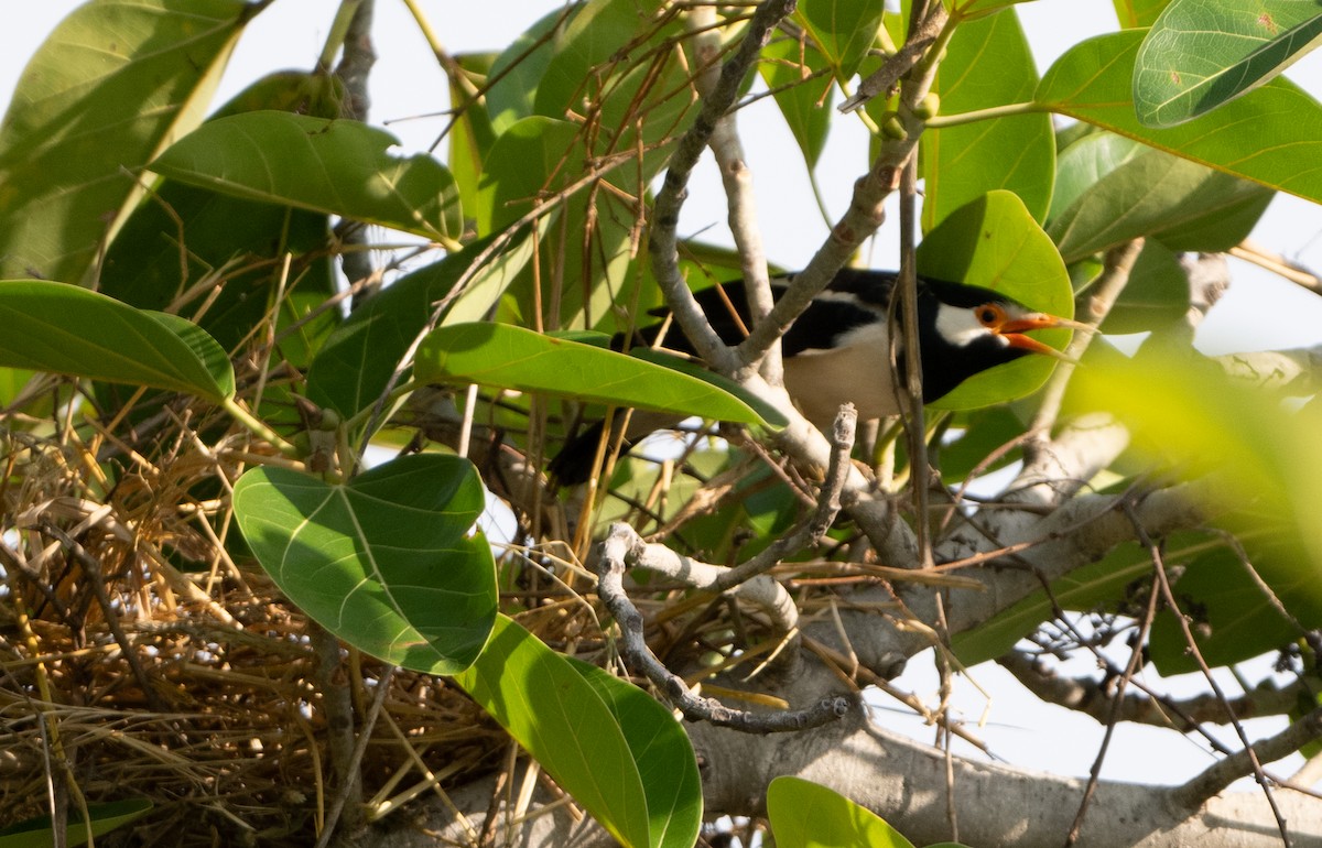 Indian Pied Starling - Anurag Mishra