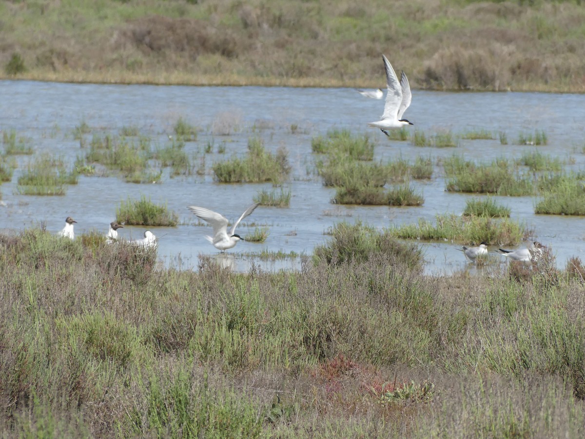 Gull-billed Tern - Guy RUFRAY