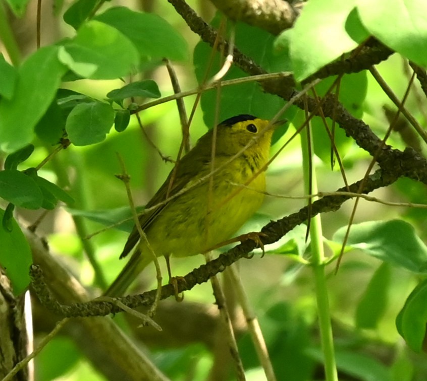 Wilson's Warbler - Nicolle and H-Boon Lee