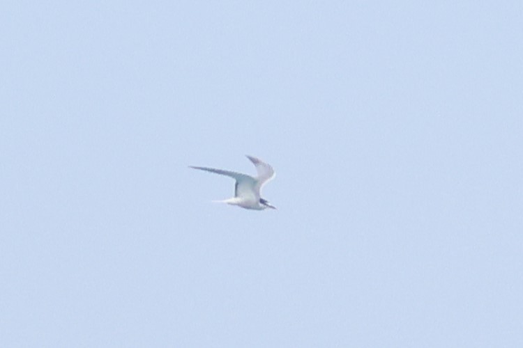 Aleutian Tern - 志民 蘇